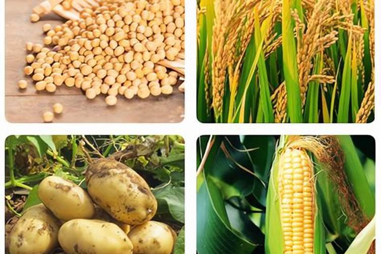 桃树施壮果肥最佳时间 施肥方法有哪些