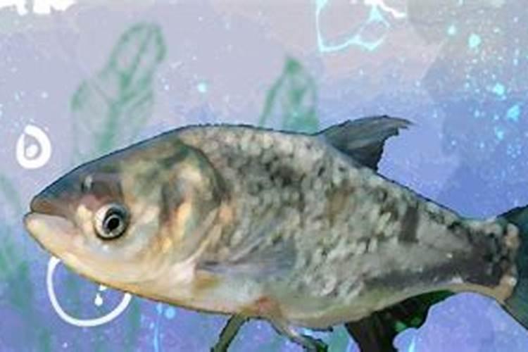 芋头软腐病和根腐病可以用什么药灌根