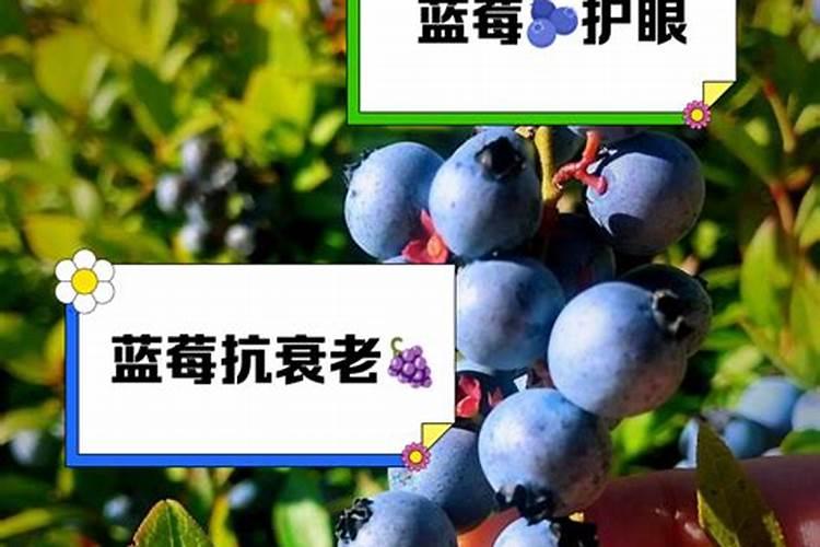 用自制的鱼蛋白浇果树要稀释多少