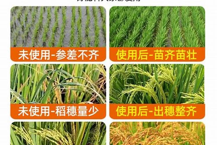 水稻施肥注意事项 水稻怎么施肥比较好