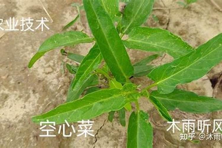 空心菜施什么肥料最嫩