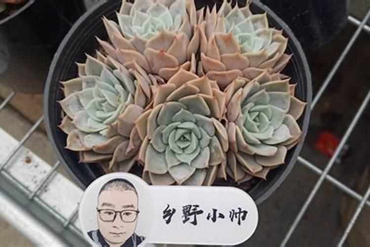 edi纯化水是什么