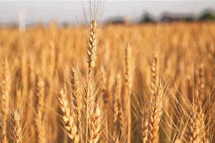 亩产1500斤的小麦底肥施多少