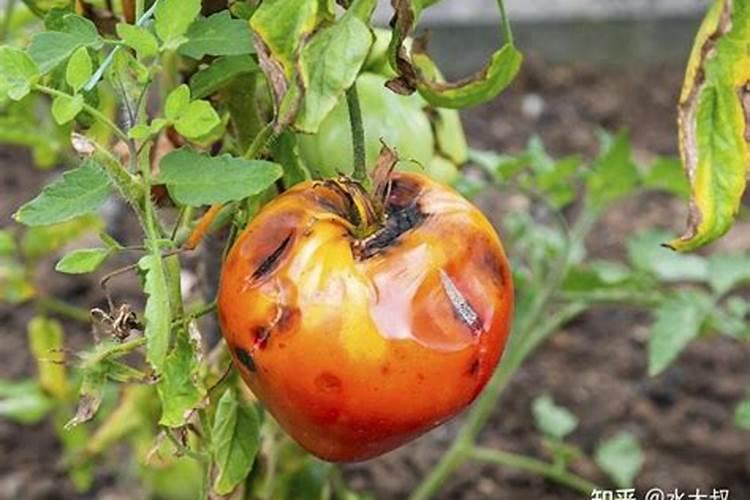 烂西红柿怎么做成肥料