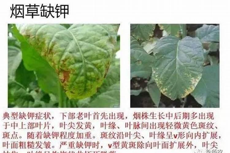 棉花怎么追施钾肥？棉花施用钾肥技术是什么？