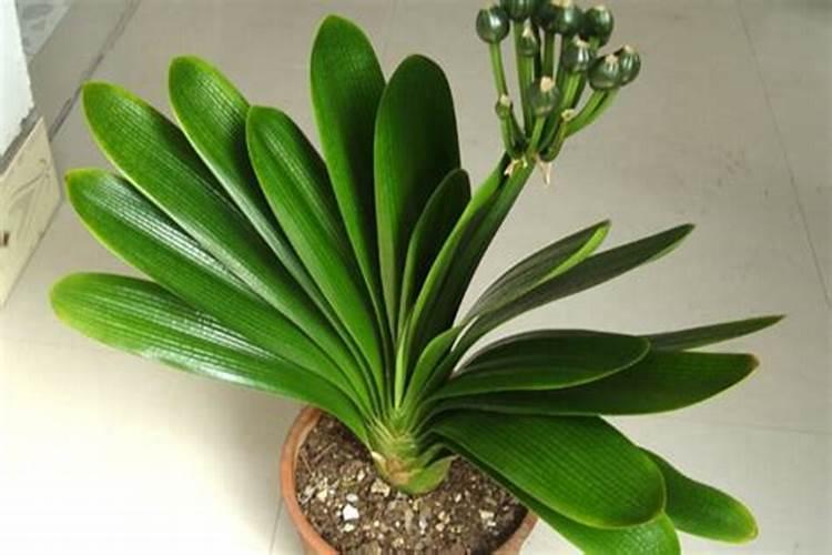 氮肥对植物的作用