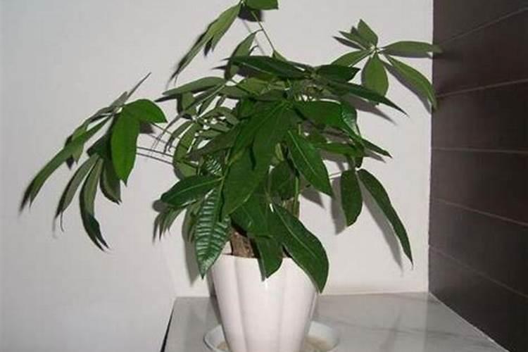 小麦用肥,用哪个含量的