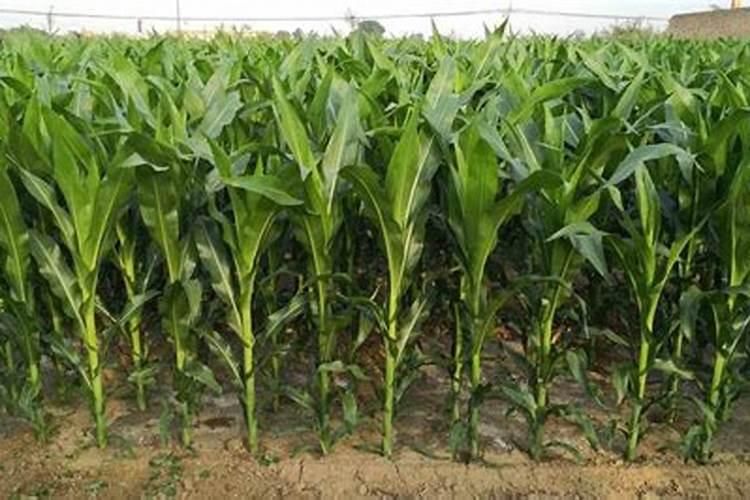 让果实膨大用什么肥料好