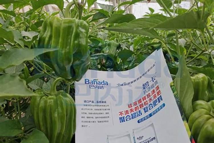 柑橘挂果用什么钙肥比较好？