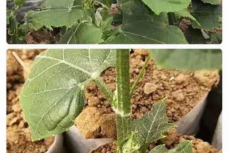 果树缺钙用什么肥料最适合(果树需补什么钙肥最好)