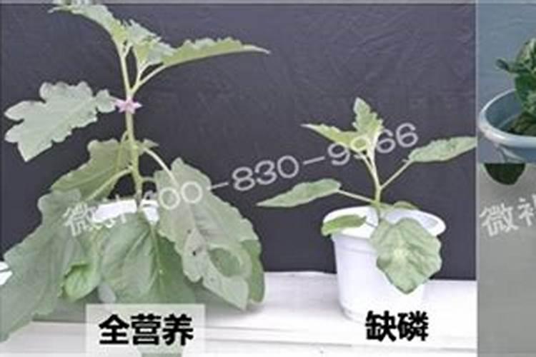 一年的国槐小苗需要什么肥料