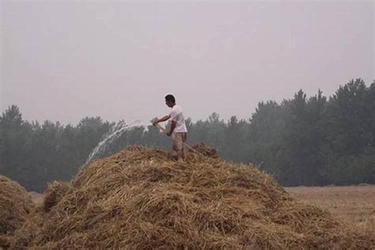 水竹可以放在卧室吗