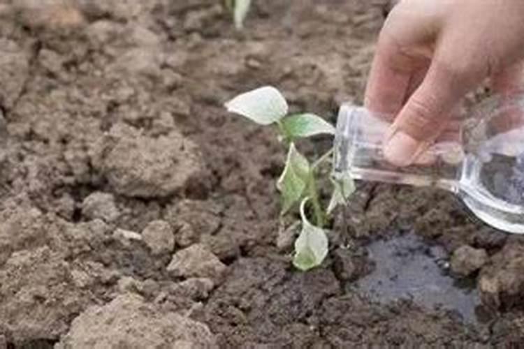 腐植酸叶面肥的具体作用是什么？什么时候用效果最好？