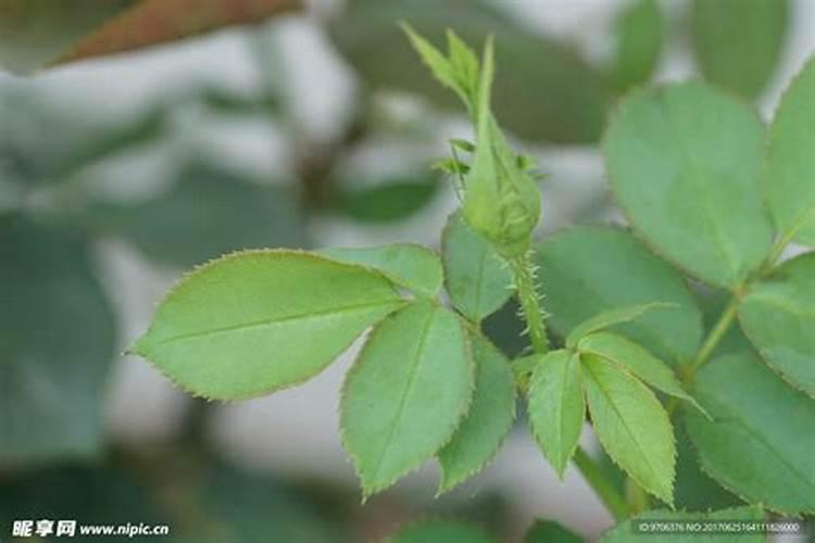 月季花可以用磷酸二氢钾肥吗(月季适合施什么肥料长得好)
