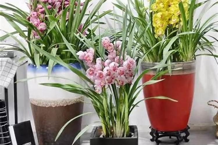 磷酸二氢钾可以灌根吗