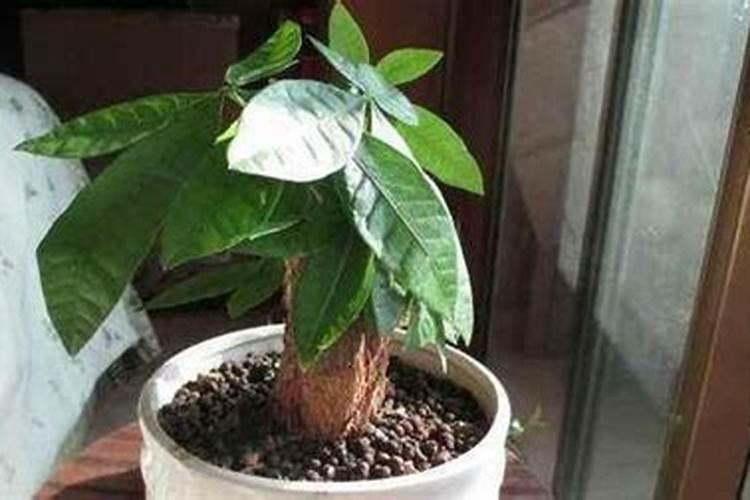 梨子的成长须套袋子吗