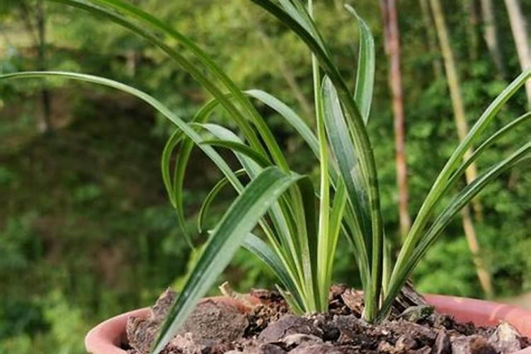 牡丹开花后怎么处理