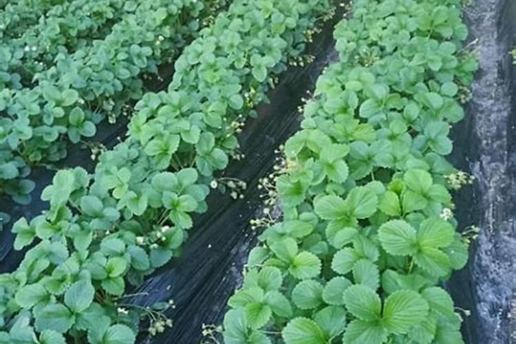 一盆兰花多少粒复合肥 好康多兰花肥如何用