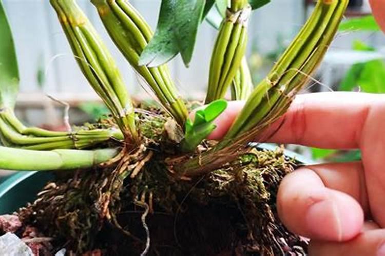 茶花长芽如何施肥