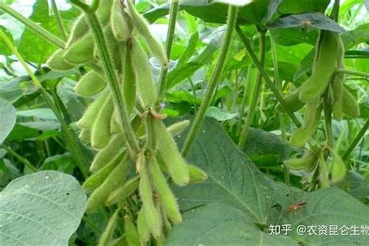 芸豆什么时候打磷酸二氢钾