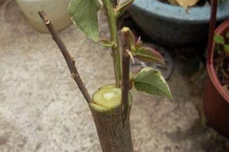 芸豆结荚期施什么肥