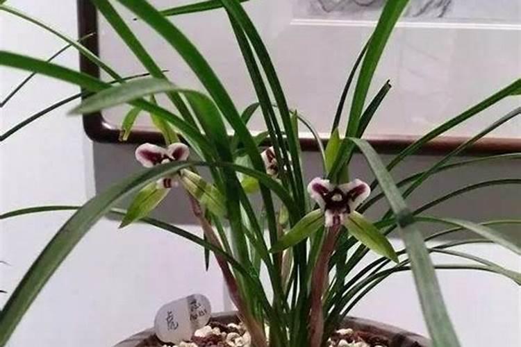 芦荟浇什么肥最好