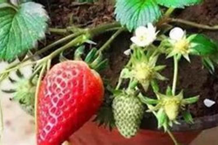 草莓结果期喷什么叶面肥结果多？草莓座果期专用叶面肥？