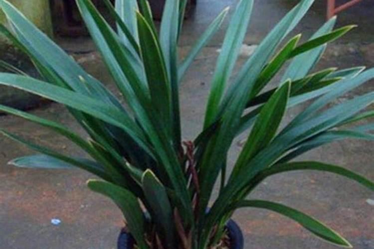 种植大蒜每亩可以用多少鹌鹑粪肥