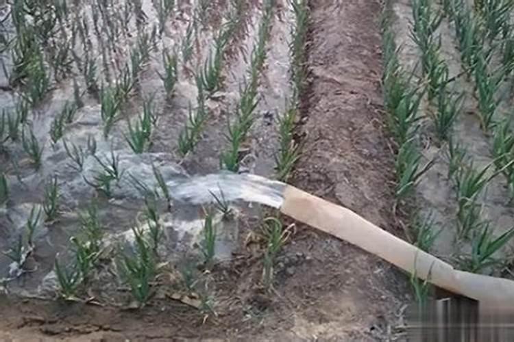 大蒜追肥的最佳时间