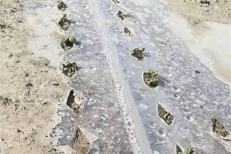 烧锅炉的灰可以种菜吗