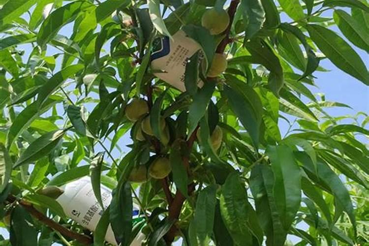 植户士柑橘秋梢期管理要点