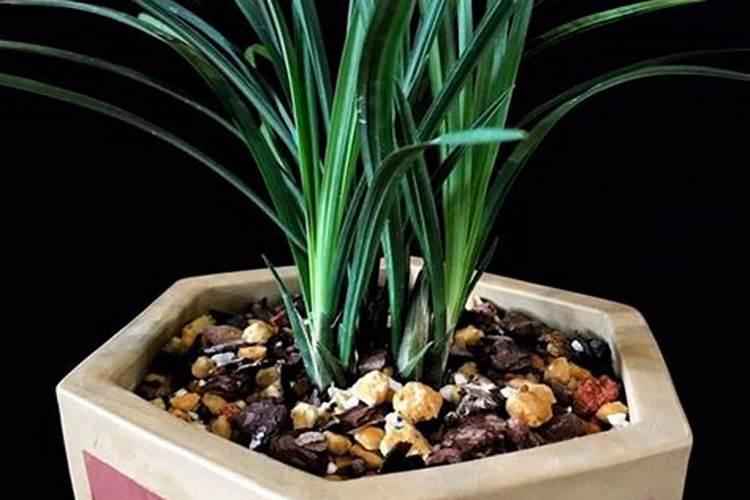 桑枣多久结果 “桑树上的果实需要多久成熟？”