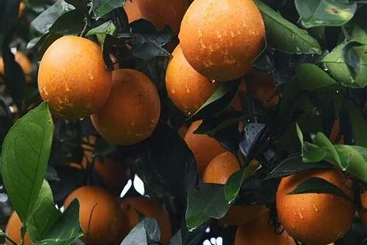 橙子树春季需要上什么肥料？