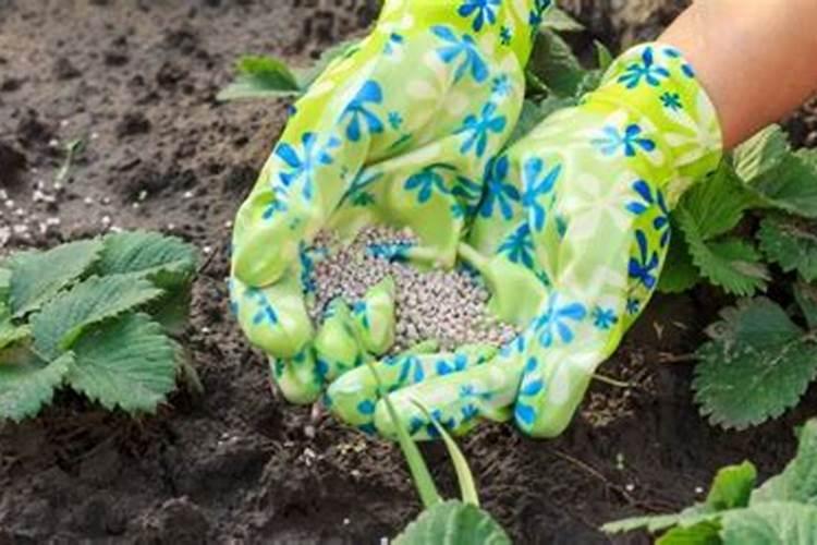 磷钾肥怎么浇花正确使用方法