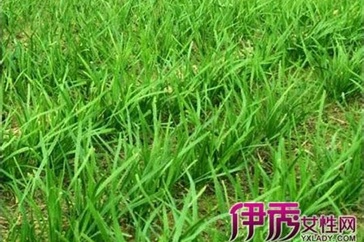 都说烂菜叶可以提高土壤肥力,那么直接把菜叶放在土上面就可以了吧？