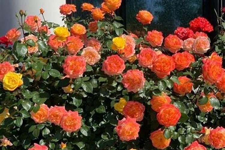 月季花多久施肥一次月季花施肥时间