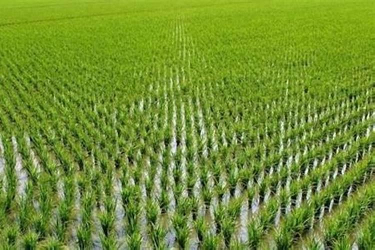 油菜缺少氮、磷、钾等元素会怎么样？