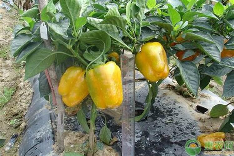 想要甜椒连续坐果,方法都有哪些呢？