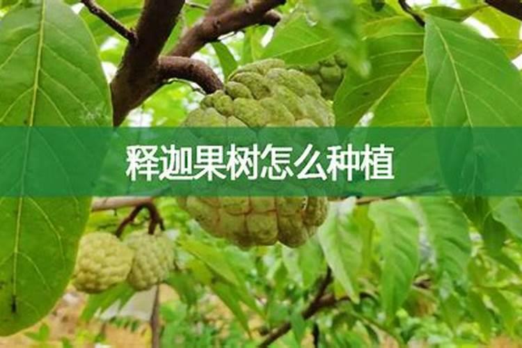 广西释迦果树种植方法