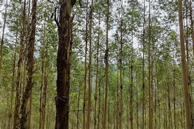 三年花椒树怎样抺芽？