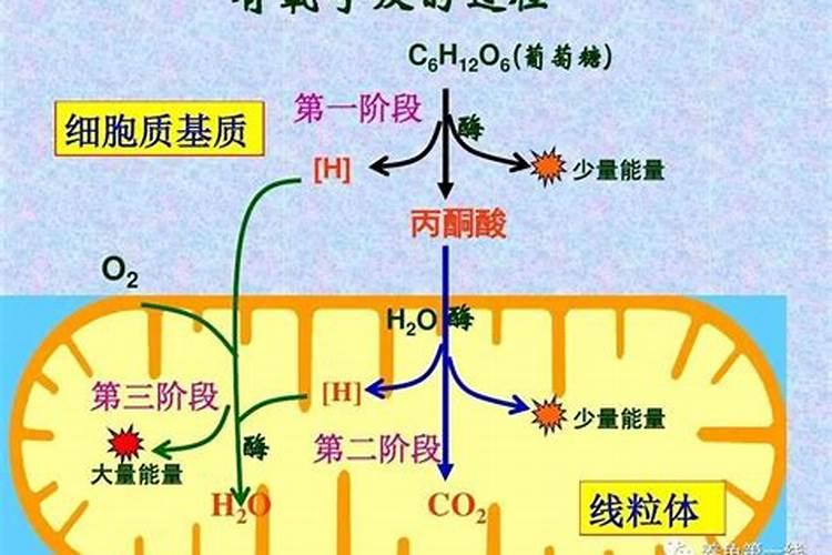 种植氮肥怎么转化