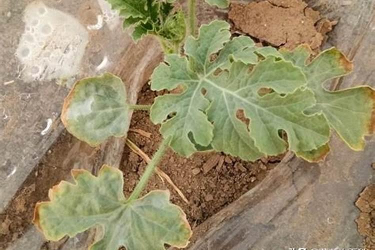 西瓜苗黄叶是什么原因 如何防治西瓜干枯