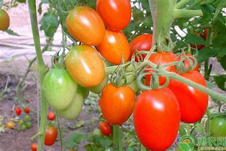 西红柿的种植用什么肥料好