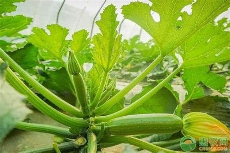 大棚西葫芦冲施什么肥好