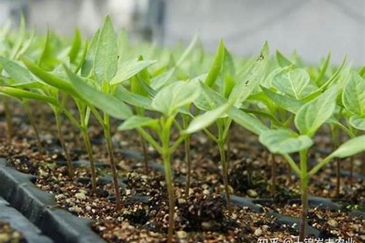 辣椒什么时候施用磷肥效果好？