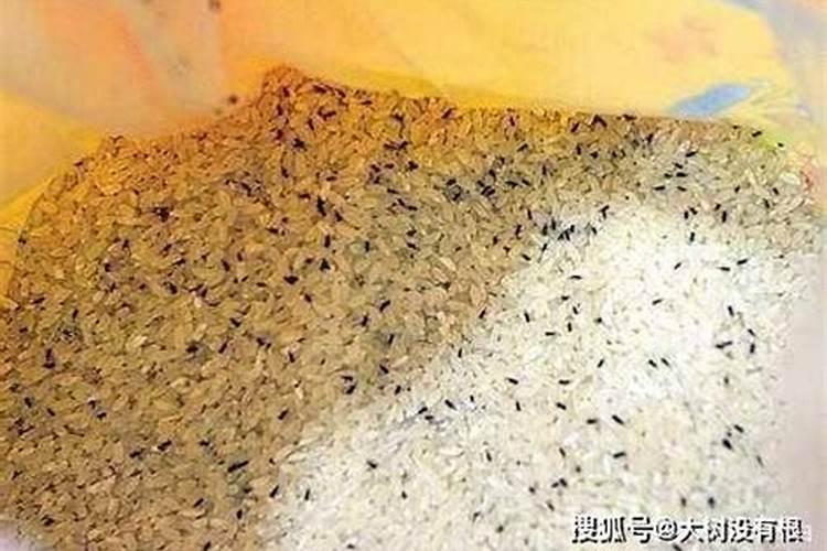 地瓜肥料正确使用方法