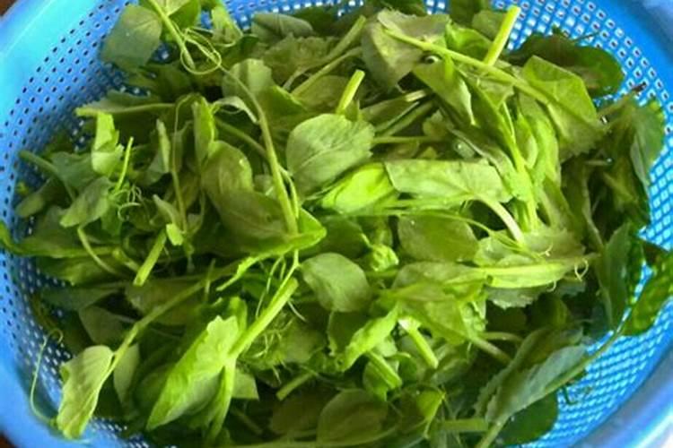 展叶灵可用碗豆苗吗？