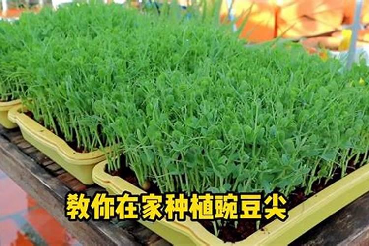 豆苗是怎么种植的