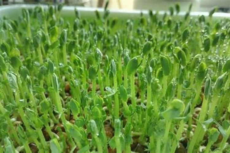 怎样在阳台上无土栽培蔬菜