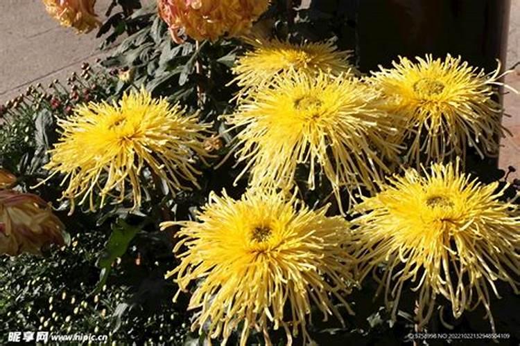 种植金丝皇菊对气候的要求都有哪些？种植时有哪些误区要避开？